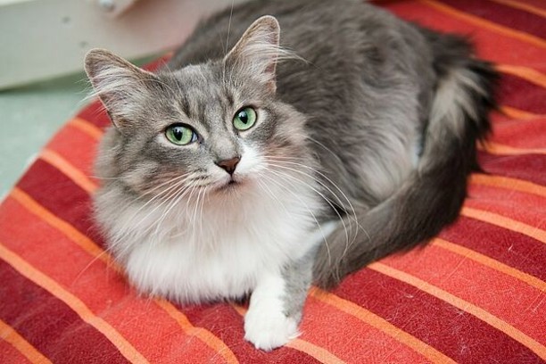 A cat laying on a bed A cat laying on a bed