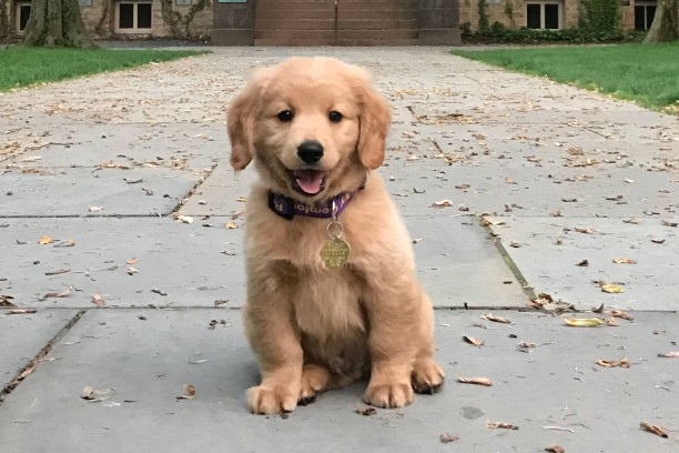 A golden retriever puppy sitting on a walkway to a house A golden retriever puppy sitting on a walkway to a house