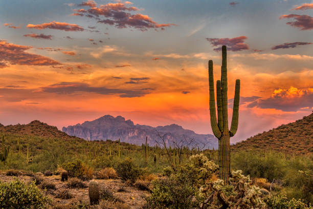 A desert in the sunset with a cactus in the foreground A desert in the sunset with a cactus in the foreground